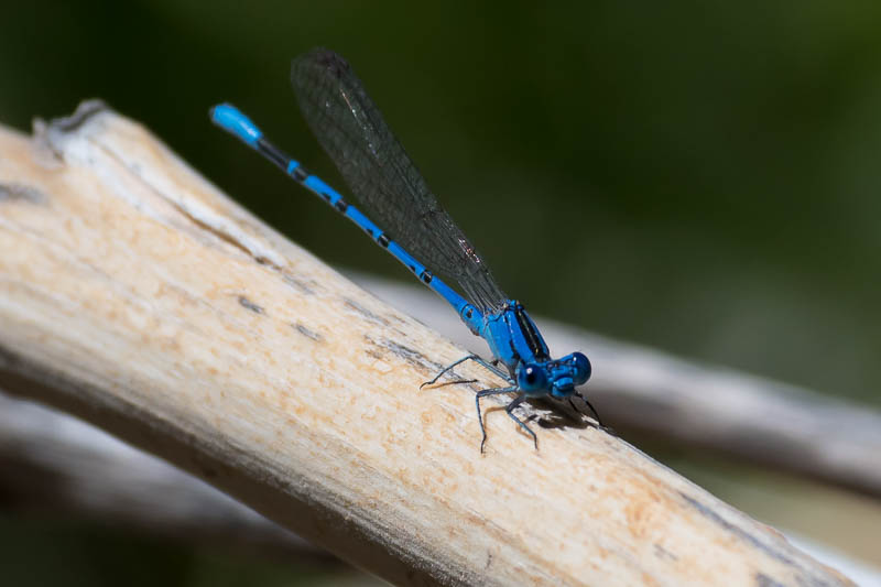 Familiar Bluet